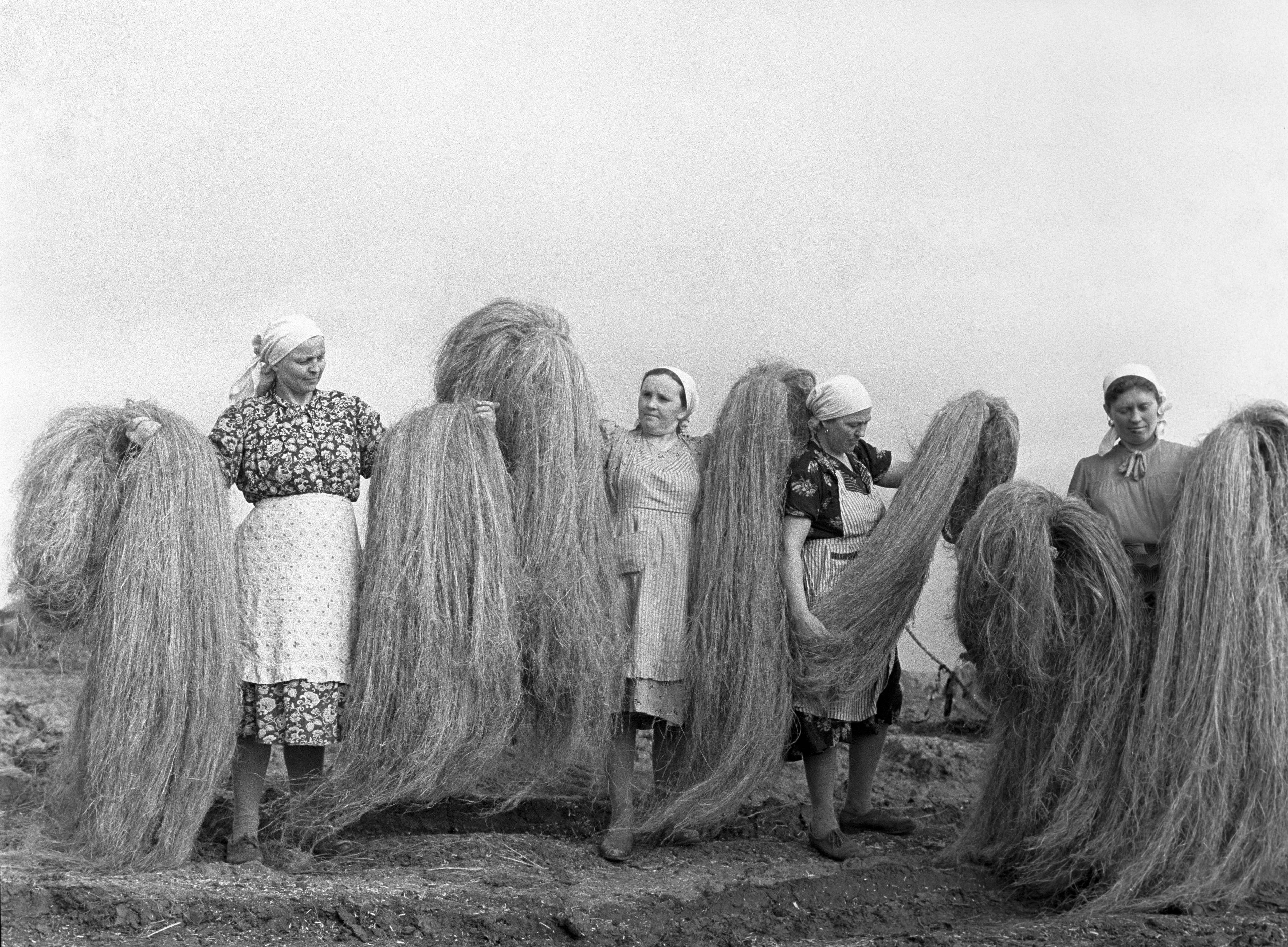 Kolchosbäuerinnen bei der Hanfernte in der Sowjetunion, 1964.